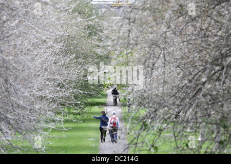 Il 'avenue di fantasmi' dopo il percorso è stata trasformata da un'infestazione di bird cherry ermellino moth i bruchi in Cambridge. Foto Stock