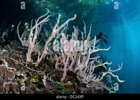 Diverse specie di spugna crescente presso il Reef, Porifer Raja Ampat, Papua occidentale, in Indonesia Foto Stock