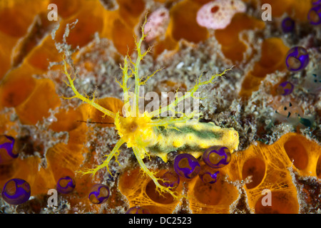 Giallo mare cetriolo la cattura del plancton, Colochirus robustus Raja Ampat, Papua occidentale, in Indonesia Foto Stock