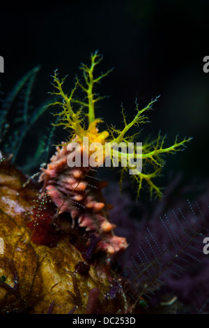 Giallo mare cetriolo la cattura del plancton, Colochirus robustus Raja Ampat, Papua occidentale, in Indonesia Foto Stock