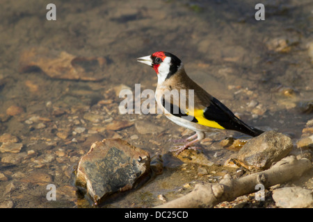 Cardellino di bere Foto Stock