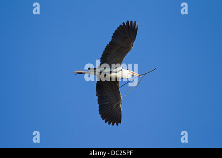 Airone cenerino / Airone cinerino (Ardea cinerea) in volo con ramo nel becco come materiale di nidificazione per la nidificazione Foto Stock