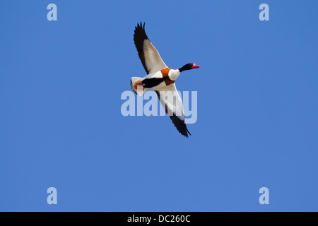 Shelduck comune (Tadorna tadorna) maschio in volo contro il cielo blu Foto Stock