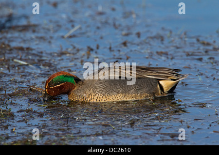 Eurasian Teal / Comune Teal (Anas crecca) maschio rovistando nel laghetto nel piumaggio di allevamento Foto Stock