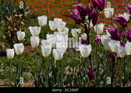 Bianco e viola i tulipani all'interno del tulipano Giardino a Srinagar. Il tulip garden è aperto solo ai turisti nel mese di aprile Foto Stock