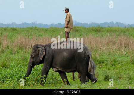 Mahout in piedi sulla cima dell'Elefante Foto Stock