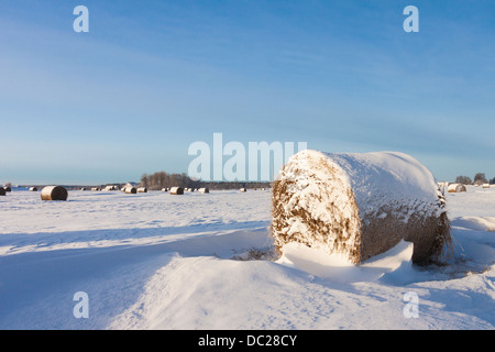 Balle di fieno sul campo invernale Foto Stock