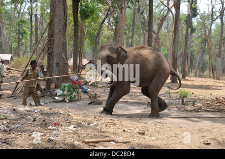 Mahout in piedi sulla cima dell'Elefante Foto Stock