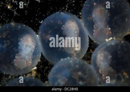 Embrioni di Flamboyant seppie, Metasepia pfefferi, Lembeh strait, Nord Sulawesi, Indonesia Foto Stock