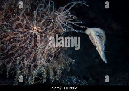 Rana pescatrice pelose utilizza esca per attirare la preda, Antennarius striatus, Lembeh strait, Nord Sulawesi, Indonesia Foto Stock