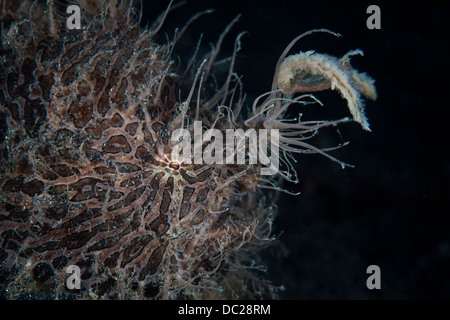 Rana pescatrice pelose utilizza esca per attirare la preda, Antennarius striatus, Lembeh strait, Nord Sulawesi, Indonesia Foto Stock