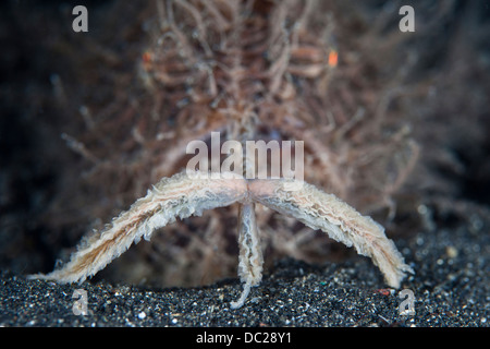 Rana pescatrice pelose utilizza esca per attirare la preda, Antennarius striatus, Lembeh strait, Nord Sulawesi, Indonesia Foto Stock