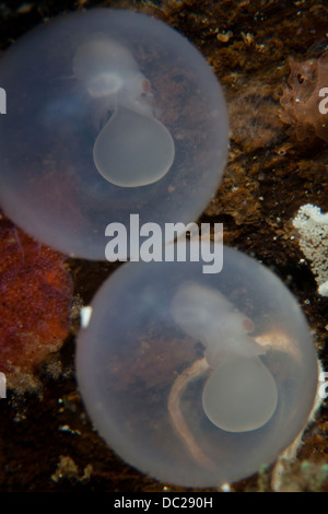 Embrioni di Flamboyant seppie, Metasepia pfefferi, Lembeh strait, Nord Sulawesi, Indonesia Foto Stock