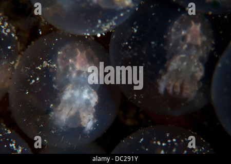 Embrioni di Flamboyant seppie, Metasepia pfefferi, Lembeh strait, Nord Sulawesi, Indonesia Foto Stock