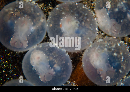 Embrioni di Flamboyant seppie, Metasepia pfefferi, Lembeh strait, Nord Sulawesi, Indonesia Foto Stock