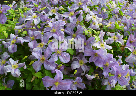 Viola chiaro clematis fiori Foto Stock