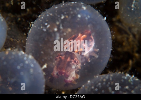 Embrioni di Flamboyant seppie, Metasepia pfefferi, Lembeh strait, Nord Sulawesi, Indonesia Foto Stock