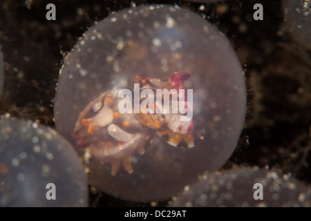 Embrioni di Flamboyant seppie, Metasepia pfefferi, Lembeh strait, Nord Sulawesi, Indonesia Foto Stock