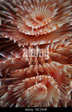 Tubo magnifico Worm, Protula magnifica, Lembeh strait, Nord Sulawesi, Indonesia Foto Stock