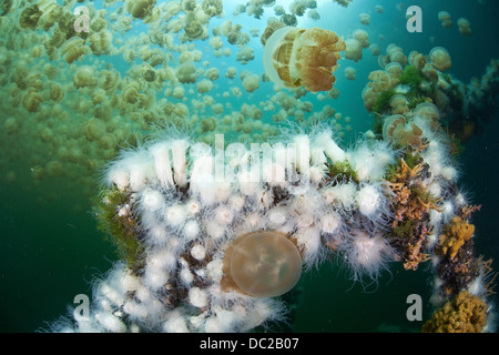 Anemoni endemica alimentazione su Mastigias meduse, Entacmaea medusivora, Mastigias papua etpisonii, Micronesia, Palau Foto Stock