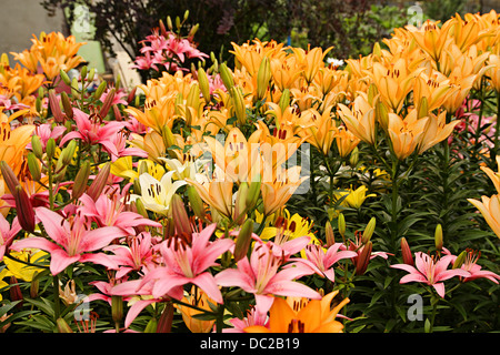 Fiori. Gigli multicolore su un aiuola di fiori Foto Stock