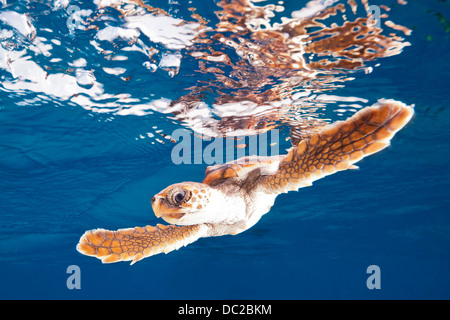 I capretti tartaruga caretta, Caretta caretta, Mar dei Caraibi, Bahamas Foto Stock