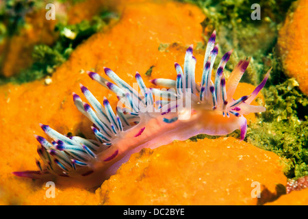 Nudibranch Corored, Flabellina rubrolineata, Visayas Cebu, Filippine Foto Stock