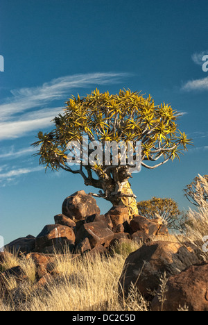 Faretra tree, Kocurboom, Aloe dichotoma, Quiver tree forest, Gariganus Farm, Keetmannshoop, Namibia, Africa Foto Stock