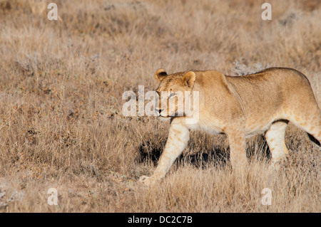 Giovane africano Leonessa, Panthera leo, passeggiate nel parco nazionale Etosha, Namibia, Africa occidentale Foto Stock