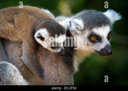 Un anello Tailed Lemur (Lemur catta) essendo portato da sua madre. Foto Stock