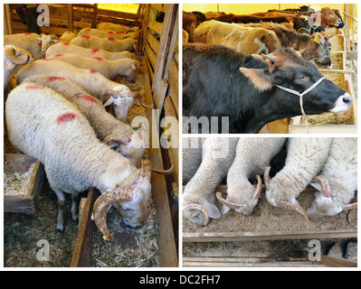 Sheep and cows Foto Stock