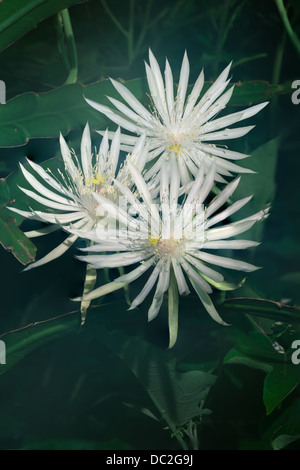 Cereus Night-Blooming Foto Stock