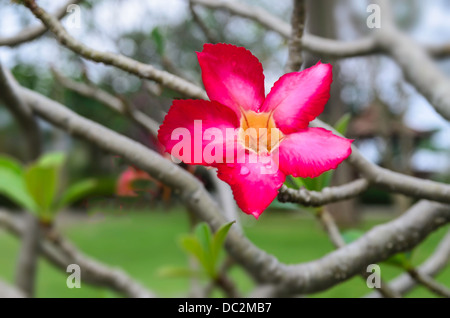 La Impala Giglio fiore in giardino Foto Stock