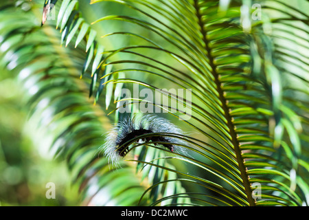 Bruco strisciare sulle foglie di un albero Foto Stock