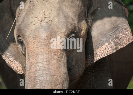 Elefante asiatico nell'elefante centro di allevamento, Sauraha, Chitwan il parco nazionale, il Nepal Foto Stock