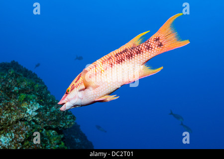 Hogfish messicano, Bodianus diplotaenia, Cabo San Lucas, Baja California Sur, Messico Foto Stock