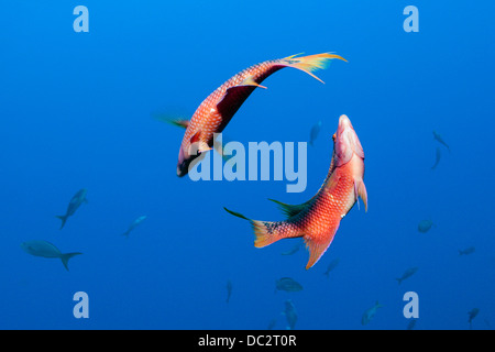 Due Hogfish messicano, Bodianus diplotaenia, Cabo San Lucas, Baja California Sur, Messico Foto Stock