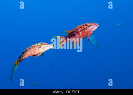Due Hogfish messicano, Bodianus diplotaenia, Cabo San Lucas, Baja California Sur, Messico Foto Stock