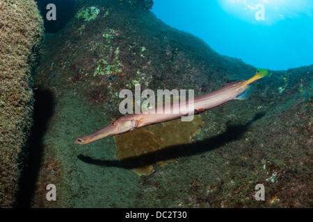 Trumpetfish, Aulostomus chinensis, Cabo San Lucas, Baja California Sur, Messico Foto Stock