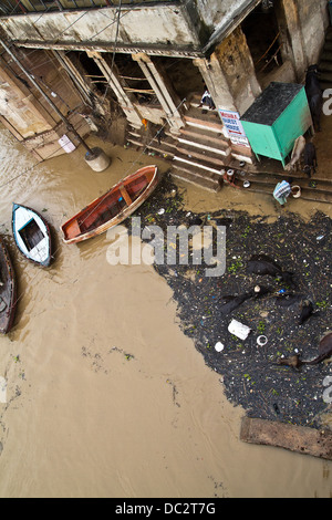 Gli uomini tegami di lavaggio nel fiume Gange mentre vacche bagnarsi in Varanasi India Foto Stock