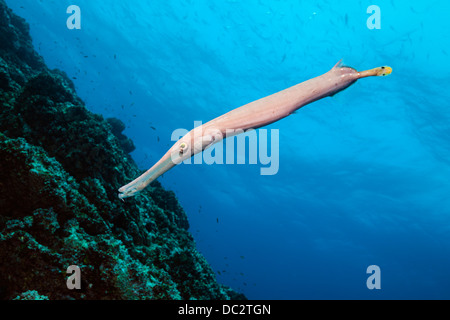 Trumpetfish, Aulostomus chinensis, Cabo San Lucas, Baja California Sur, Messico Foto Stock