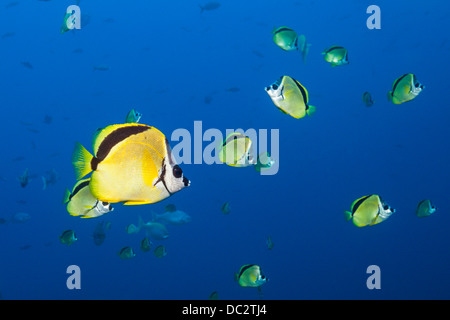 Secca di Barberfish, Johnrandallia nigrirostris, Cabo San Lucas, Baja California Sur, Messico Foto Stock