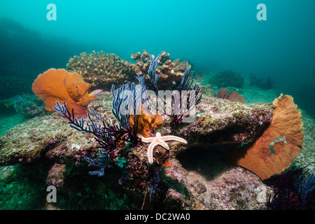 Colorata Barriera Corallina, Cabo Pulmo il Parco Marino Nazionale, Baja California Sur, Messico Foto Stock