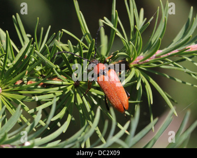 Close-up della femmina rosso Longhorn Beetle (Corymbia rubra)