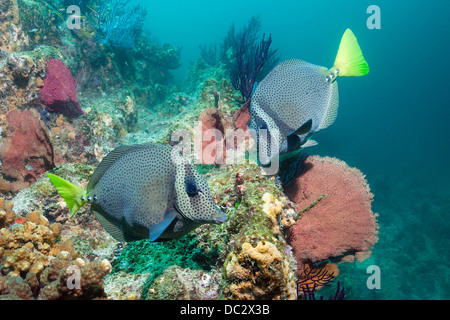 Limanda Surgeonfish, Prionurus punctatus, Cabo Pulmo il Parco Marino Nazionale, Baja California Sur, Messico Foto Stock