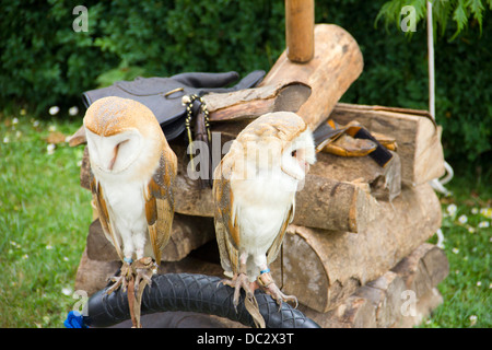 Coppia di i Barbagianni a Arundel Castle Medieval Fayre in West Sussex - REGNO UNITO Foto Stock