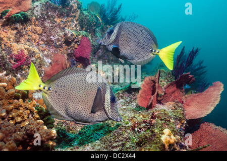 Limanda Surgeonfish, Prionurus punctatus, Cabo Pulmo il Parco Marino Nazionale, Baja California Sur, Messico Foto Stock