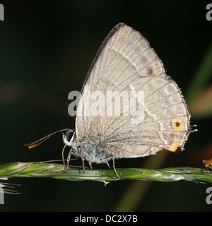 Viola Hairstreak Butterfly (Favonius quercus) Foto Stock