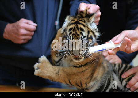 Arnhem nei Paesi Bassi. 8 Ago, 2013. Una tre-mese-vecchio tiger twin riceve un esame medico approfondito presso l' Hamburger Zoo in Arnhem nei Paesi Bassi il 8 agosto 2013. I due di Sumatra cuccioli di tigre sono state date tutte le necessarie vaccinazioni e sono state anche scheggiati. Jarum madre è di 4,5 anni ed è nato nel giardino zoologico di Krefeld, Germania. Credito: dpa/Alamy Live News Foto Stock