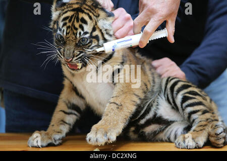 Arnhem nei Paesi Bassi. 8 Ago, 2013. Una tre-mese-vecchio tiger twin riceve un esame medico approfondito presso l' Hamburger Zoo in Arnhem nei Paesi Bassi il 8 agosto 2013. I due di Sumatra cuccioli di tigre sono state date tutte le necessarie vaccinazioni e sono state anche scheggiati. Jarum madre è di 4,5 anni ed è nato nel giardino zoologico di Krefeld, Germania. Credito: dpa/Alamy Live News Foto Stock